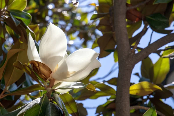 Kwiat Magnolii Bliska Rośliny Mieście Natura Hiszpanii Kwitnący Ogród Madrycie — Zdjęcie stockowe