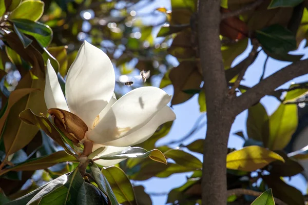 Kwiat Magnolii Bliska Rośliny Mieście Natura Hiszpanii Kwitnący Ogród Madrycie — Zdjęcie stockowe