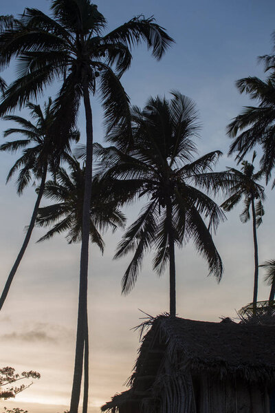 2018.02.21, Kiwengwa, Tanzania. Travel around Zanzibar. Silhouettes of palm trees on background of evening sky.