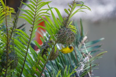 2018.02.21, Kiwengwa, Tanzanya. Orada yuva ile bush üzerinde parlak bir weaverbird. Afrika'nın kuşlar. Afrika çevresinde seyahat.