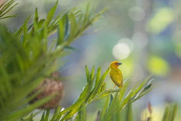 2018 Kiwengwa 탄자니아 Weaverbird 아프리카의 새입니다 아프리카 — 스톡 사진