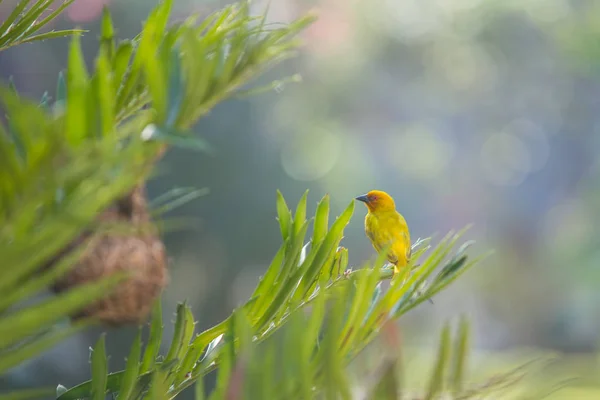 Februar 2018 Kiwengwa Tansania Ein Heller Webervogel Auf Dem Busch — Stockfoto