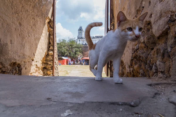 2018.02.24, Stone Town, Zanzibar, Tanzanya. Afrika çevresinde seyahat. Küçük kedi Stone Town sokaklarda. Zanzibar manzaraları.
