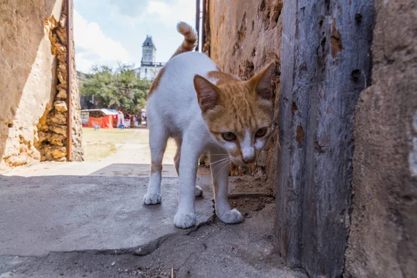 2018 Stone Town Zanzibar Tanzania Podróż Dookoła Afryki Mały Kot — Zdjęcie stockowe