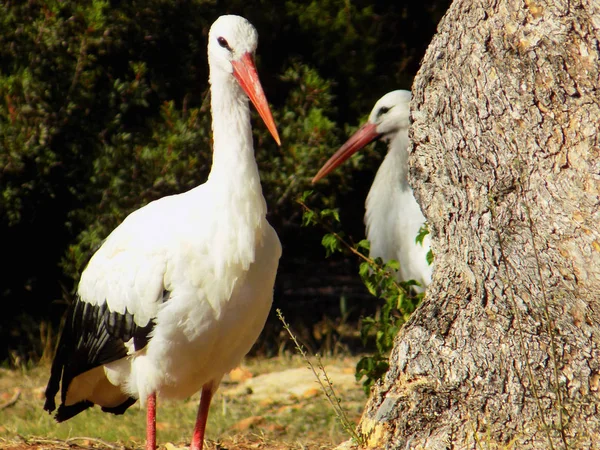 Stork Familj Cypern Zoo — Stockfoto