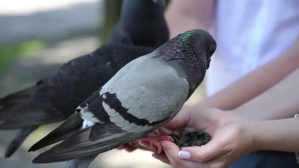 鸽子从手里吃东西 城市鸟坐在他们的手和啄向日葵种子 人们喂鸽子 人们从广场上的鸽子手中喂养 — 图库视频影像
