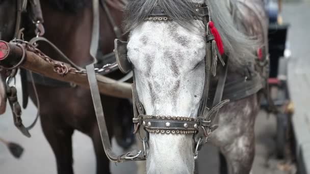 Dwa Konie Stoją Uprzęży Nimi Karetki Czekają Swoich Pasażerów — Wideo stockowe