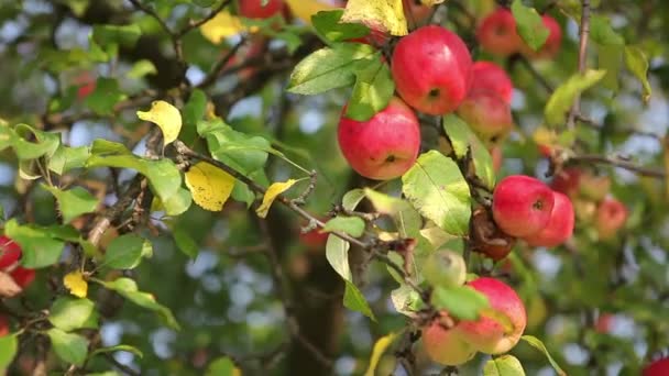 Свіжі Яблука Червоні Стиглі Яблука Дереві Відео Зняте Заході Сонця — стокове відео