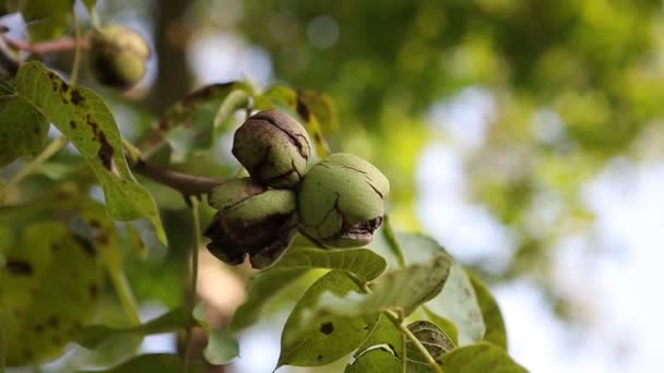 Орех Теплые Грецкие Орехи Дереве Видео Снято Снизу Вверх Середине — стоковое видео