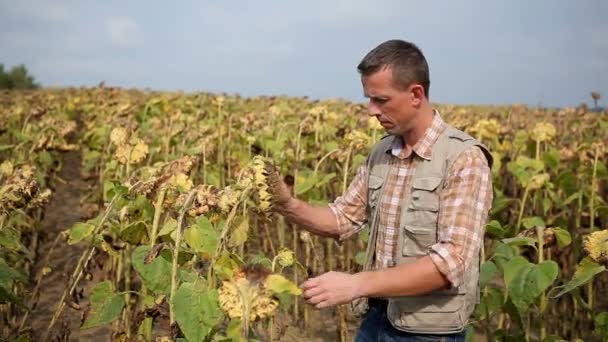 Man Agronom Går Runt Fält Solrosor Kontrollerar Grödan För Skadeinsekter — Stockvideo