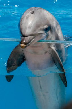 San Diego, Ca/ABD. Haziran 25, 2007. Deniz dünya yunus gösterisi. Sea World bir hayvan Tema Parkı, oceanarium ve deniz memelileri parkı olduğunu.