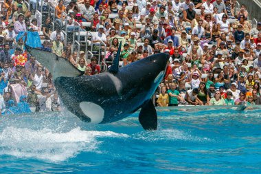 San Diego, Ca/ABD. Haziran 25, 2007. Katil balinalar deniz dünyada göster. Sea World bir hayvan Tema Parkı, oceanarium ve deniz memelileri parkı olduğunu.