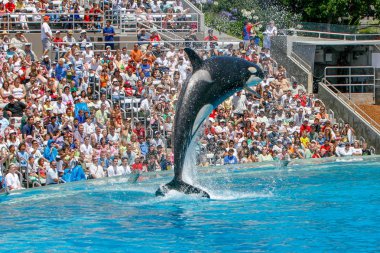 San Diego, Ca/ABD. Haziran 25, 2007. Katil balinalar deniz dünyada göster. Sea World bir hayvan Tema Parkı, oceanarium ve deniz memelileri parkı olduğunu.