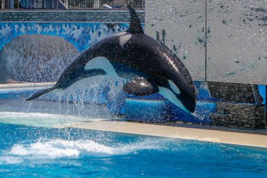 San Diego, Ca/ABD. Haziran 25, 2007. Katil balinalar deniz dünyada göster. Sea World bir hayvan Tema Parkı, oceanarium ve deniz memelileri parkı olduğunu.