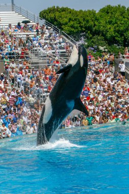 San Diego, Ca/ABD. Haziran 25, 2007. Katil balinalar deniz dünyada göster. Sea World bir hayvan Tema Parkı, oceanarium ve deniz memelileri parkı olduğunu.