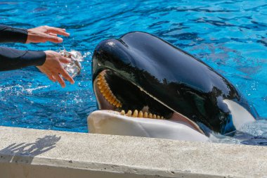 San Diego, Ca/ABD. Haziran 25, 2007. Katil balinalar deniz dünyada göster. Sea World bir hayvan Tema Parkı, oceanarium ve deniz memelileri parkı olduğunu.