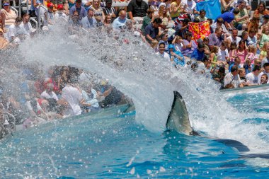 San Diego, Ca/ABD. Haziran 25, 2007. Katil balinalar deniz dünyada göster. Sea World bir hayvan Tema Parkı, oceanarium ve deniz memelileri parkı olduğunu.