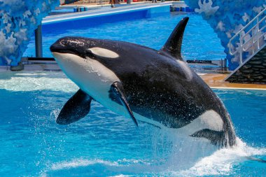 San Diego, Ca/ABD. Haziran 25, 2007. Katil balinalar deniz dünyada göster. Sea World bir hayvan Tema Parkı, oceanarium ve deniz memelileri parkı olduğunu.