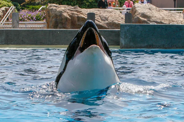 San Diego Usa Juni 2007 Killerwale Zeigen Sea World Meereswelt — Stockfoto