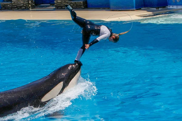 San Diego Usa Juni 2007 Killerwale Zeigen Sea World Meereswelt — Stockfoto