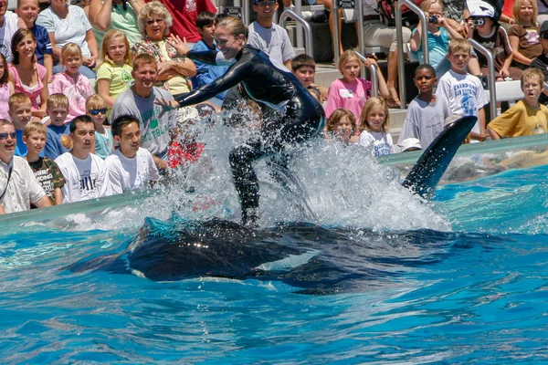 San Diego Usa Czerwca 2007 Wieloryby Killer Pokaż Sea World — Zdjęcie stockowe