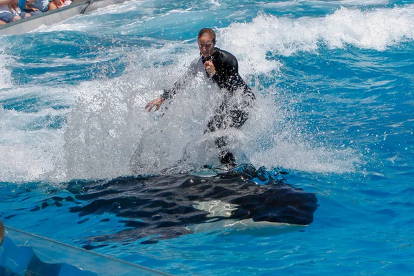 San Diego Usa Juni 2007 Killerwale Zeigen Sea World Meereswelt — Stockfoto