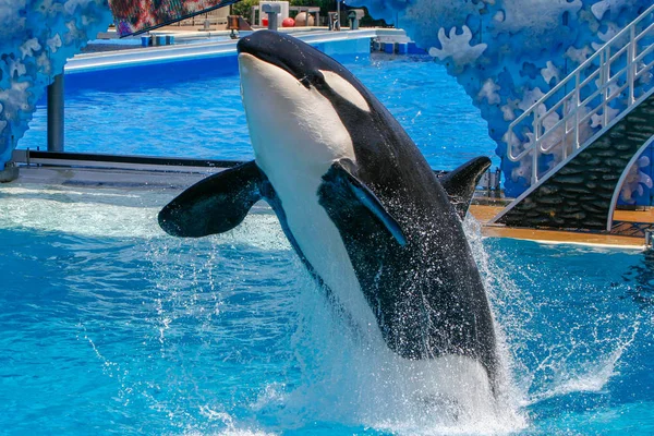 San Diego Usa Juni 2007 Killerwale Zeigen Sea World Meereswelt — Stockfoto