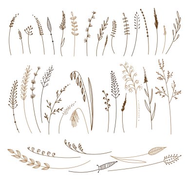 Vektör ayarla tahıllar, otlar, çiçekler. Dekorasyon tasarım öğesi kullanılabilir.