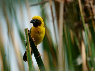 Asya altın Weaver Adası üzerinde yuva beslemeleri.