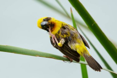 Asya altın Weaver Adası üzerinde yuva beslemeleri.