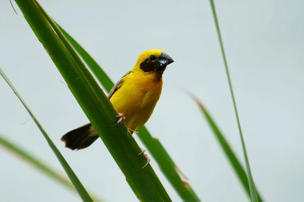 stock image Asian Golden Weaver Island feeds on the nest.