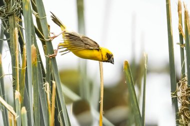 Asya altın Weaver Adası'nda çim
