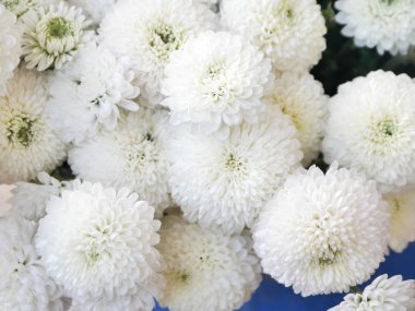 Tayland Chiang Mai tepede taze çiçek bir buket beyaz krizantem olduğunu.