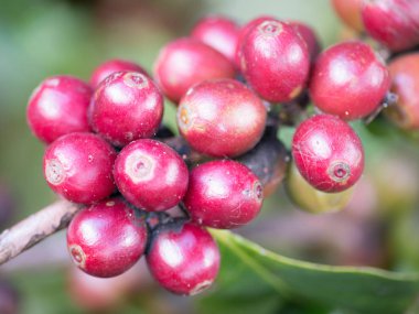 Chiang Mai, Tayland için yeşil bir ağaç üzerinde güzel kahve çekirdekleri.