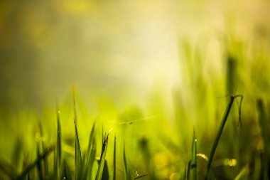 Sisli orman ve sabah sis yeşil çimen.