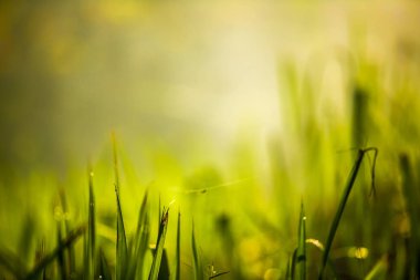 Sisli orman ve sabah sis yeşil çimen.