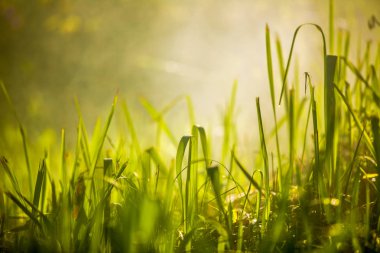Sisli orman ve sabah sis yeşil çimen.