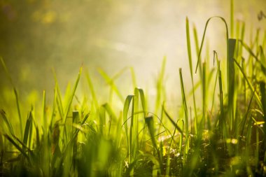 Sisli orman ve sabah sis yeşil çimen.