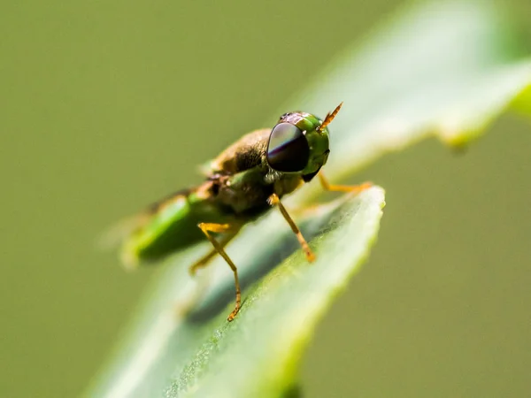 Small insects enlarge to see the small details.soft focus.