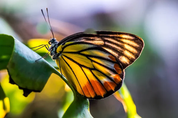 Butterfly Tiger Island Branches Morning Forest — Stock Photo, Image