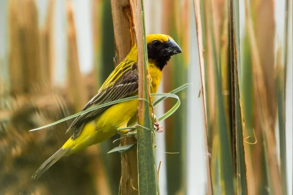 Asiatisk Golden Weaver Island Gräset — Stockfoto