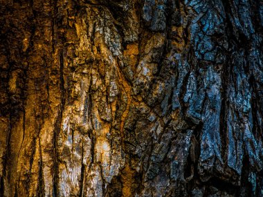 Kahverengi kabuk kabartma yüzey. Details.soft odak görmek için makro Resmi Büyüt.