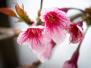 Kuzey Tayland'da erken üzerinde pembe kiraz çiçeği çiçek.