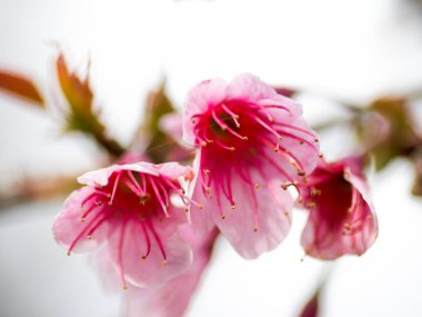 Kuzey Tayland'da erken üzerinde pembe kiraz çiçeği çiçek.