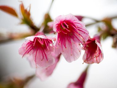 Kuzey Tayland'da erken üzerinde pembe kiraz çiçeği çiçek.