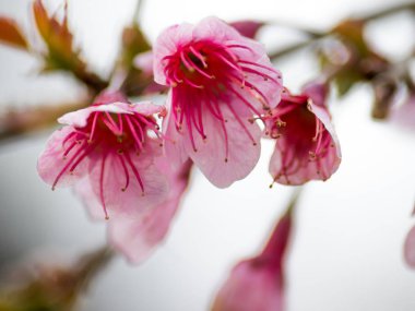 Kuzey Tayland'da erken üzerinde pembe kiraz çiçeği çiçek.