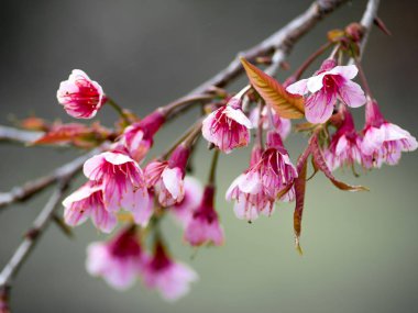 Kuzey Tayland'da erken üzerinde pembe kiraz çiçeği çiçek.