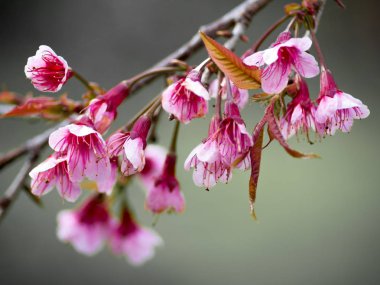 Kuzey Tayland'da erken üzerinde pembe kiraz çiçeği çiçek.