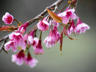 Kuzey Tayland'da erken üzerinde pembe kiraz çiçeği çiçek.