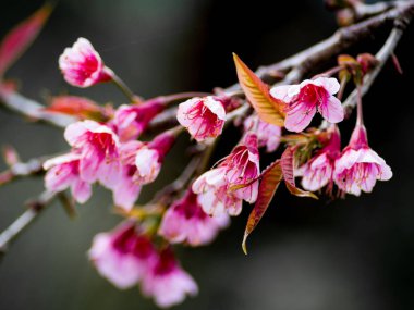 Kuzey Tayland'da erken üzerinde pembe kiraz çiçeği çiçek.